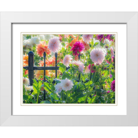 Oregon-Canby-Swam Island Dahlias-Dahlia flower garden in full color White Modern Wood Framed Art Print with Double Matting by Gulin, Sylvia