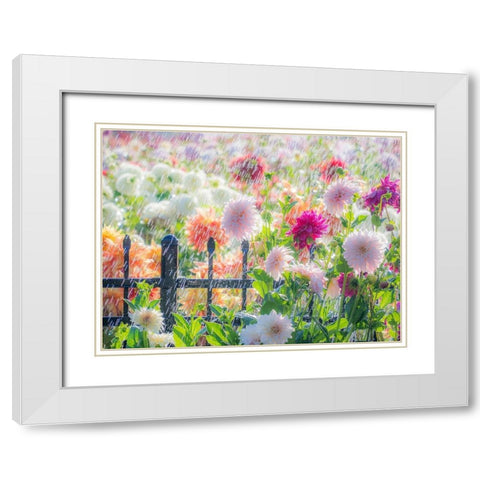Oregon-Canby-Swan Island Dahlias-water coming down on flowers White Modern Wood Framed Art Print with Double Matting by Gulin, Sylvia
