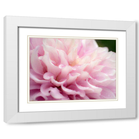 Oregon-Canby-Swan Island Dahlia farm with close-ups of flowering Dahlia White Modern Wood Framed Art Print with Double Matting by Gulin, Sylvia