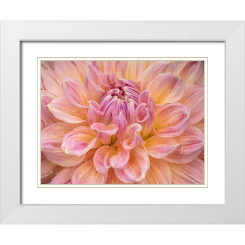 Oregon-Canby-Swan Island Dahlia farm with close-ups of flowering Dahlia White Modern Wood Framed Art Print with Double Matting by Gulin, Sylvia