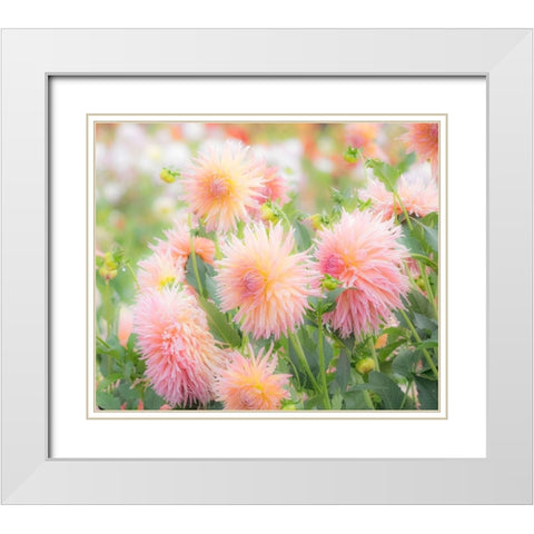 Oregon-Canby-Swam Island Dahlias-Dahlia flower garden in full color White Modern Wood Framed Art Print with Double Matting by Gulin, Sylvia