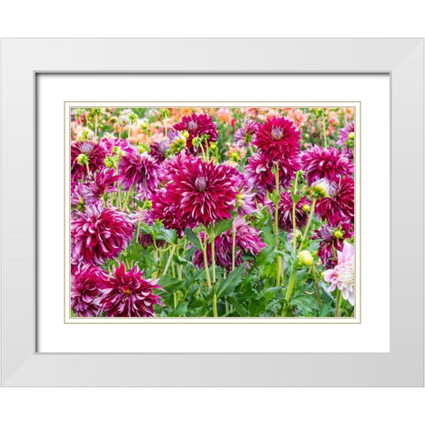 Oregon-Canby-Swam Island Dahlias-Dahlia flower garden in full color White Modern Wood Framed Art Print with Double Matting by Gulin, Sylvia