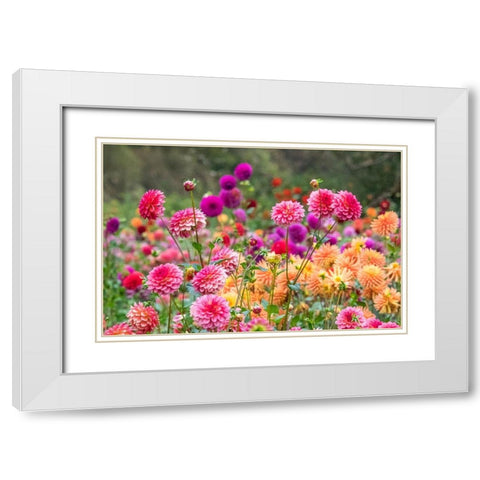 Oregon-Canby-Swam Island Dahlias-Dahlia flower garden in full color White Modern Wood Framed Art Print with Double Matting by Gulin, Sylvia