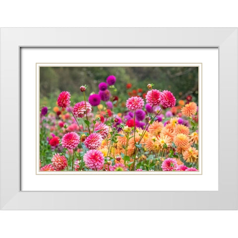Oregon-Canby-Swam Island Dahlias-Dahlia flower garden in full color White Modern Wood Framed Art Print with Double Matting by Gulin, Sylvia
