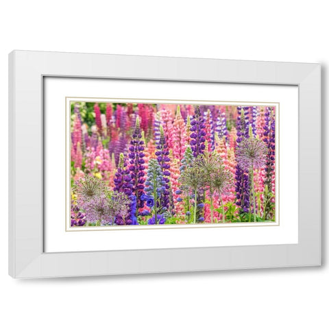 Oregon-Salem-colorful garden with Russell Lupine and Allium in full bloom White Modern Wood Framed Art Print with Double Matting by Gulin, Sylvia