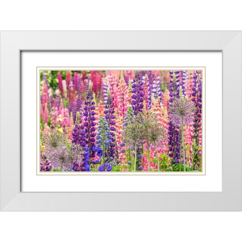 Oregon-Salem-colorful garden with Russell Lupine and Allium in full bloom White Modern Wood Framed Art Print with Double Matting by Gulin, Sylvia