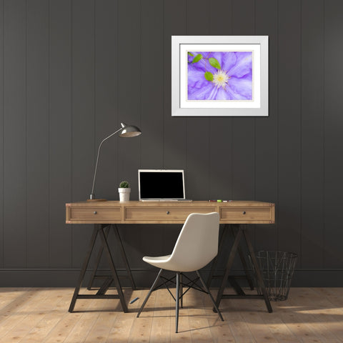 Oregon-Salem close-up of purple blooming Clematis flower White Modern Wood Framed Art Print with Double Matting by Gulin, Sylvia