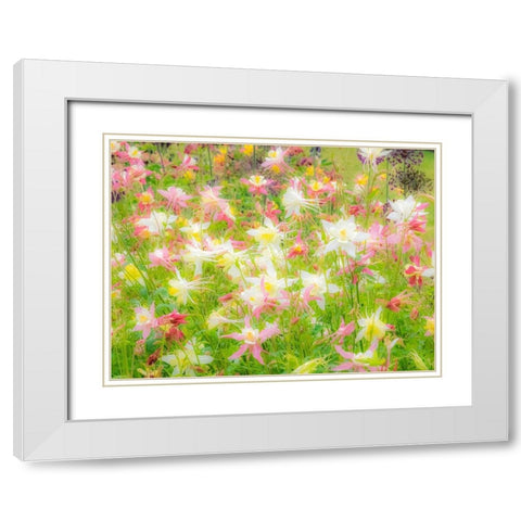 Oregon-Salem-Columbine in display garden White Modern Wood Framed Art Print with Double Matting by Gulin, Sylvia