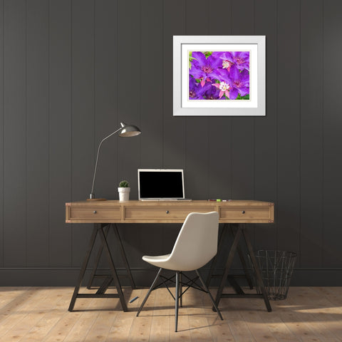 Oregon-Salem close-up of purple blooming Clematis flower White Modern Wood Framed Art Print with Double Matting by Gulin, Sylvia