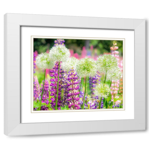 Oregon-Salem-colorful garden with Russell Lupine and Allium in full bloom White Modern Wood Framed Art Print with Double Matting by Gulin, Sylvia