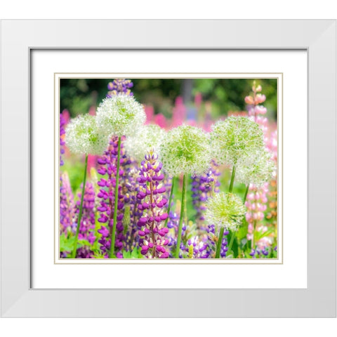 Oregon-Salem-colorful garden with Russell Lupine and Allium in full bloom White Modern Wood Framed Art Print with Double Matting by Gulin, Sylvia