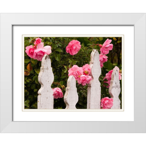 Oregon-Cannon Beach with gardens and white picket fences and pink roses White Modern Wood Framed Art Print with Double Matting by Gulin, Sylvia