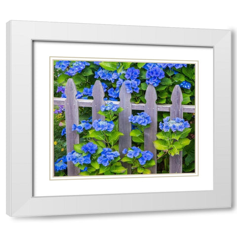 Oregon-Cannon Beach-Northwest Hydrangea bloom Picket fence White Modern Wood Framed Art Print with Double Matting by Gulin, Sylvia
