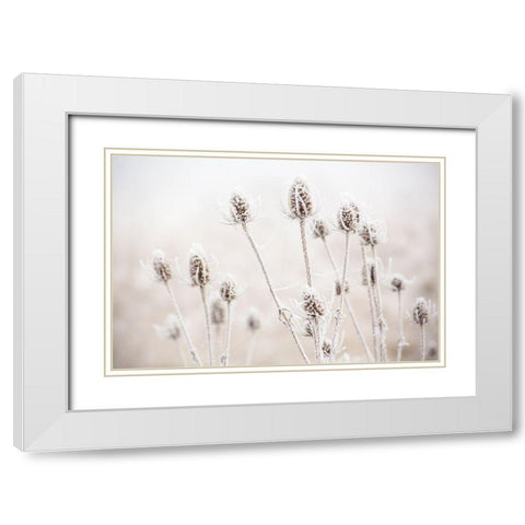 Oregon-Eugene-mornings frost on teasel White Modern Wood Framed Art Print with Double Matting by Gulin, Sylvia