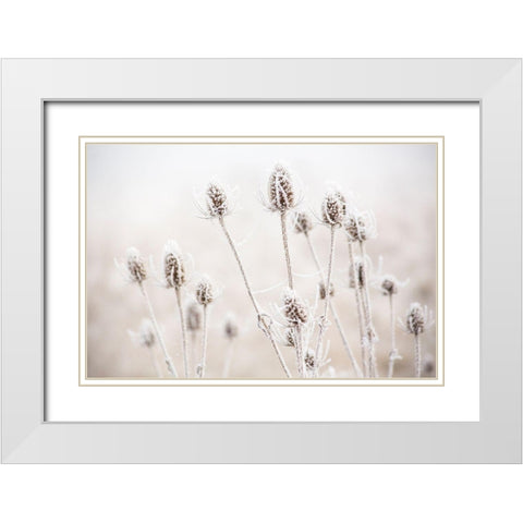 Oregon-Eugene-mornings frost on teasel White Modern Wood Framed Art Print with Double Matting by Gulin, Sylvia