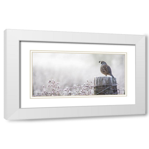 Oregon-Eugene-mornings frost fence post and California Quail White Modern Wood Framed Art Print with Double Matting by Gulin, Sylvia