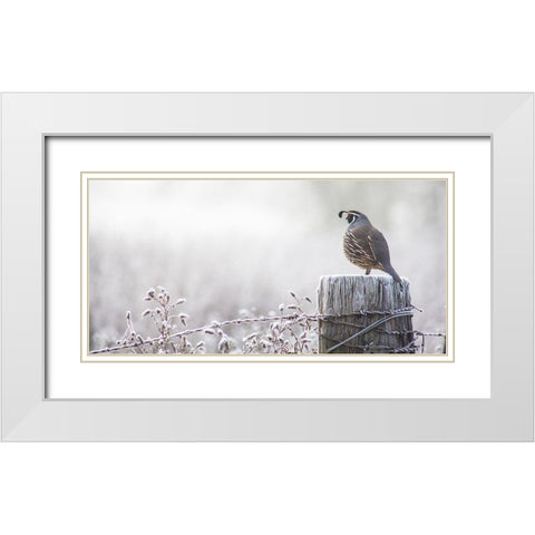 Oregon-Eugene-mornings frost fence post and California Quail White Modern Wood Framed Art Print with Double Matting by Gulin, Sylvia