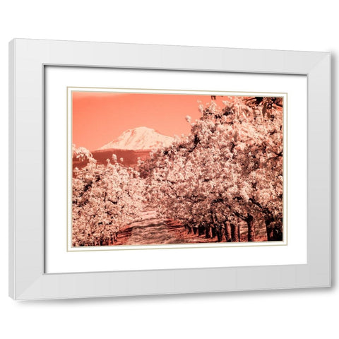 USA-Oregon-Columbia Gorge Infrared of Spring orchards and Mount Rainier White Modern Wood Framed Art Print with Double Matting by Eggers, Terry
