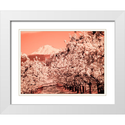 USA-Oregon-Columbia Gorge Infrared of Spring orchards and Mount Rainier White Modern Wood Framed Art Print with Double Matting by Eggers, Terry
