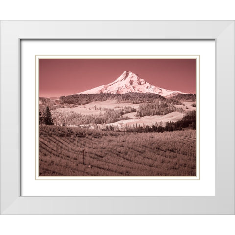 USA-Oregon-Columbia Gorge Infrared of spring orchards in bloom and Mount Hood White Modern Wood Framed Art Print with Double Matting by Eggers, Terry