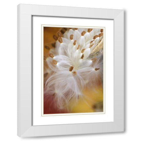 USA, Pennsylvania, Milkweed opening in fall White Modern Wood Framed Art Print with Double Matting by Rotenberg, Nancy