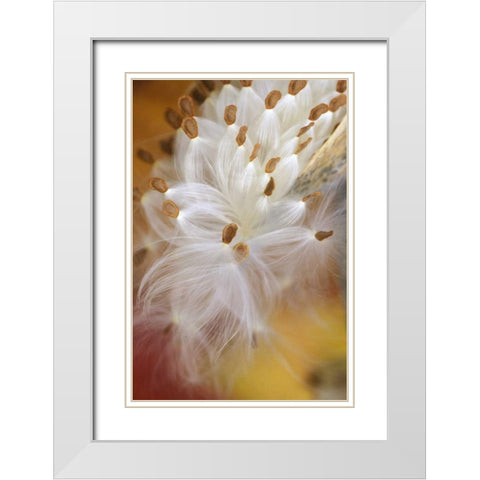 USA, Pennsylvania, Milkweed opening in fall White Modern Wood Framed Art Print with Double Matting by Rotenberg, Nancy