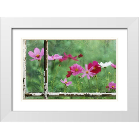USA, Pennsylvania, Cosmos in Rainy Window White Modern Wood Framed Art Print with Double Matting by Rotenberg, Nancy