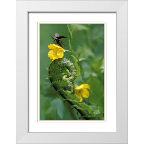 PA, Lightning bug taking flight atop buttercup White Modern Wood Framed Art Print with Double Matting by Rotenberg, Nancy