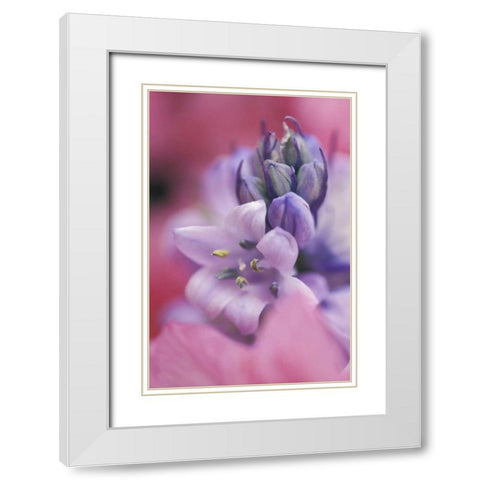 USA, Pennsylvania, Hyacinth close-up White Modern Wood Framed Art Print with Double Matting by Rotenberg, Nancy