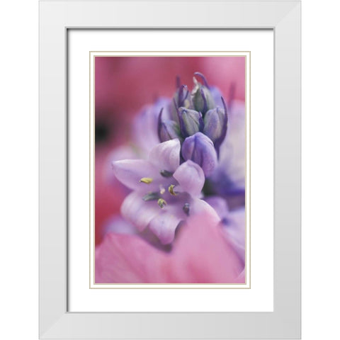 USA, Pennsylvania, Hyacinth close-up White Modern Wood Framed Art Print with Double Matting by Rotenberg, Nancy