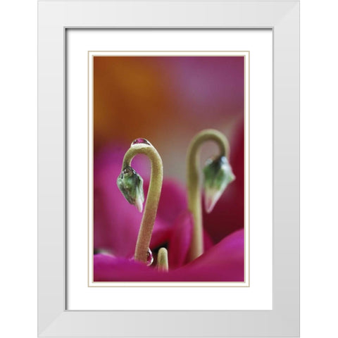 USA, Pennsylvania Cyclamen with water drop White Modern Wood Framed Art Print with Double Matting by Rotenberg, Nancy