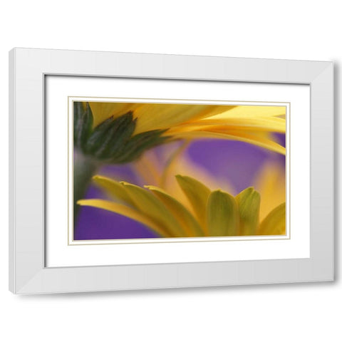 Pennsylvania Yellow Gerbera Daisies White Modern Wood Framed Art Print with Double Matting by Rotenberg, Nancy