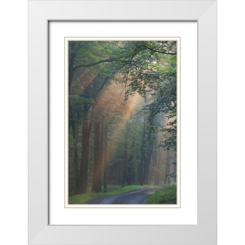 PA, Light rays streaming through a forest White Modern Wood Framed Art Print with Double Matting by Anon, Ellen