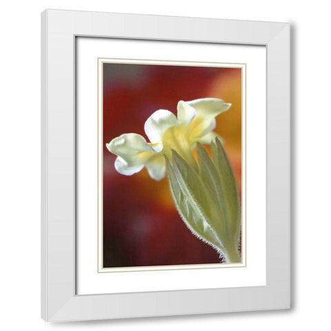 PA, Philadelphia Primrose at the Nature Center White Modern Wood Framed Art Print with Double Matting by OBrien, Jay