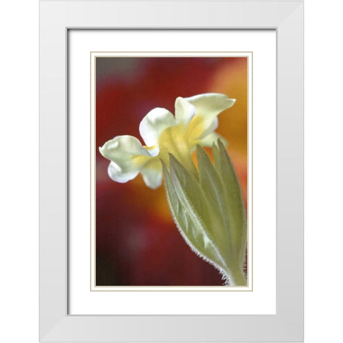PA, Philadelphia Primrose at the Nature Center White Modern Wood Framed Art Print with Double Matting by OBrien, Jay