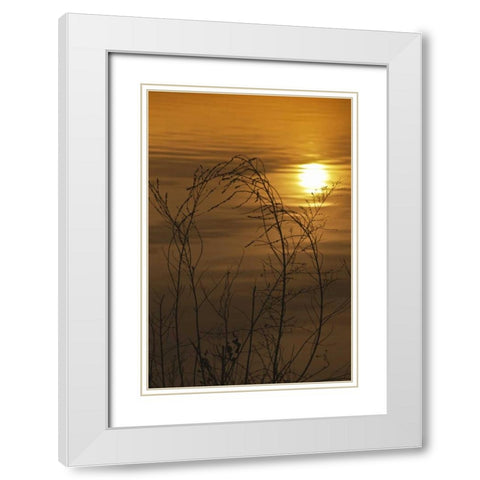 PA, Philadelphia, Sunset reflection on lake White Modern Wood Framed Art Print with Double Matting by OBrien, Jay