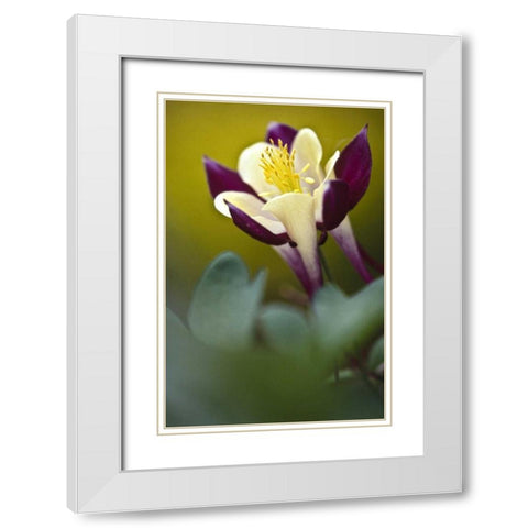 PA, Philadelphia Columbine at the Nature Center White Modern Wood Framed Art Print with Double Matting by OBrien, Jay