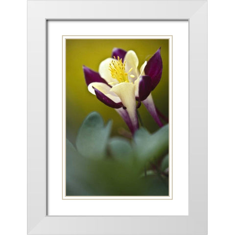 PA, Philadelphia Columbine at the Nature Center White Modern Wood Framed Art Print with Double Matting by OBrien, Jay