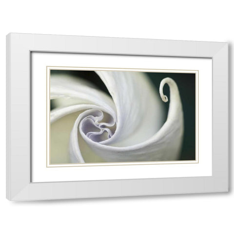USA, Pennsylvania Datura flower close-up White Modern Wood Framed Art Print with Double Matting by Rotenberg, Nancy
