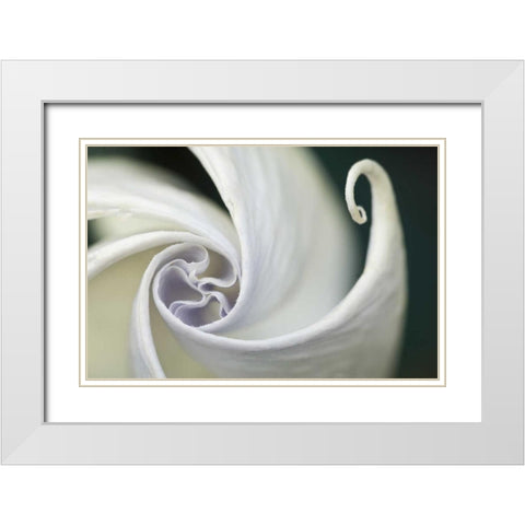 USA, Pennsylvania Datura flower close-up White Modern Wood Framed Art Print with Double Matting by Rotenberg, Nancy