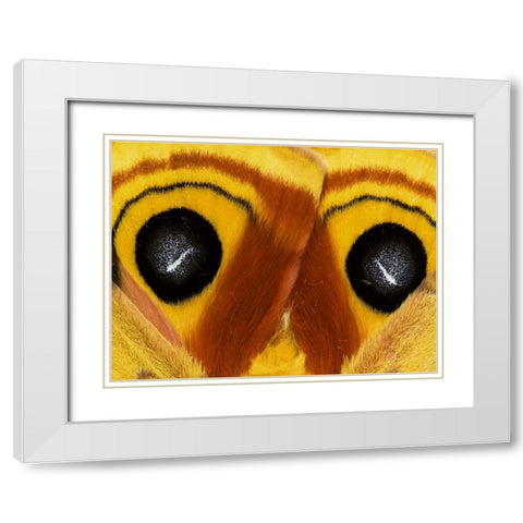 Pennsylvania Close-up of saturnia moth wings White Modern Wood Framed Art Print with Double Matting by Rotenberg, Nancy