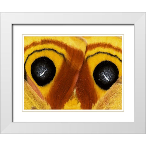 Pennsylvania Close-up of saturnia moth wings White Modern Wood Framed Art Print with Double Matting by Rotenberg, Nancy