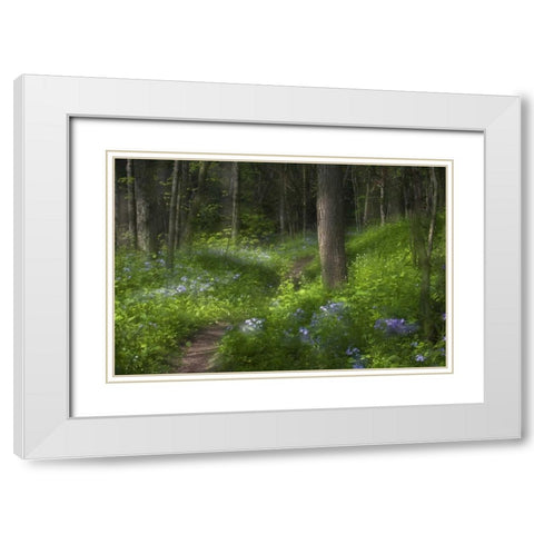 PA, Cedar Creek Trail through flowers and trees White Modern Wood Framed Art Print with Double Matting by Rotenberg, Nancy