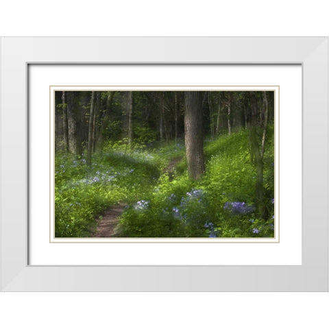 PA, Cedar Creek Trail through flowers and trees White Modern Wood Framed Art Print with Double Matting by Rotenberg, Nancy