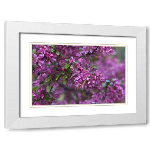 USA, Pennsylvania Cherry blossom tree in bloom White Modern Wood Framed Art Print with Double Matting by Rotenberg, Nancy