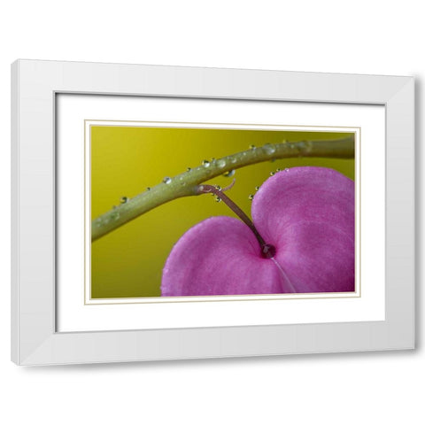 PA, Bleeding heart flower on stem with rain drops White Modern Wood Framed Art Print with Double Matting by Rotenberg, Nancy