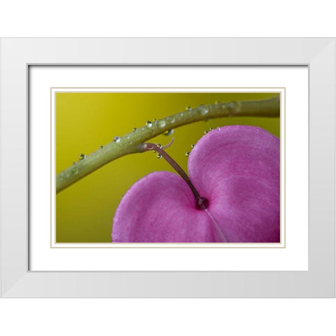 PA, Bleeding heart flower on stem with rain drops White Modern Wood Framed Art Print with Double Matting by Rotenberg, Nancy