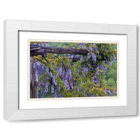 PA, Purple wisteria flowers on wooden trellis White Modern Wood Framed Art Print with Double Matting by Rotenberg, Nancy