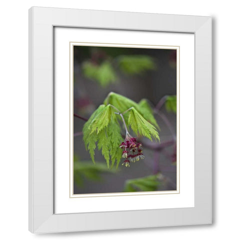 Pennsylvania Maple leaf opening in springtime White Modern Wood Framed Art Print with Double Matting by Rotenberg, Nancy