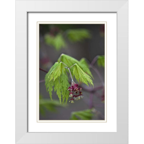 Pennsylvania Maple leaf opening in springtime White Modern Wood Framed Art Print with Double Matting by Rotenberg, Nancy